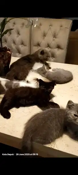 British shorthair kitten Non ped