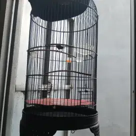 Kolibri ninja ngobra gacor