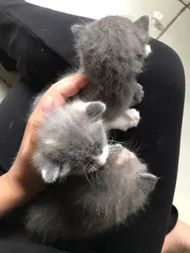 Kucing British Short Hair (BSH) Kitten