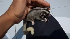 Sugar Glider Joey Mozaic ekor putih