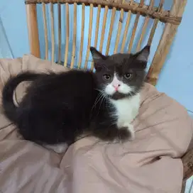 Persia x himalaya x bsh hitam putih short hair