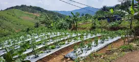 Jual tanah di desa pabuaran bogor