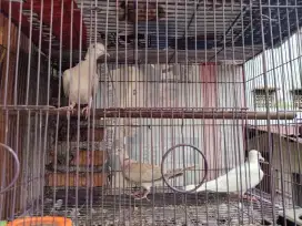 Dijual 3 ekor burung puter remaja mata merah