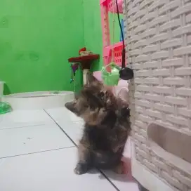 Kitten Persia hitam tortie