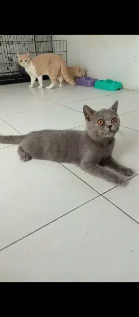 MALE BSH KITTEN