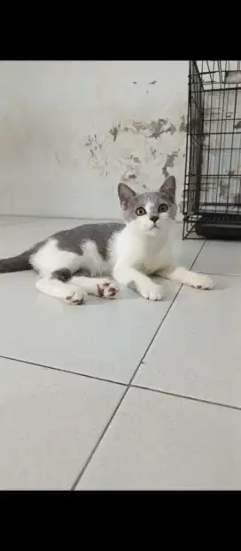MALE BSH KITTEN