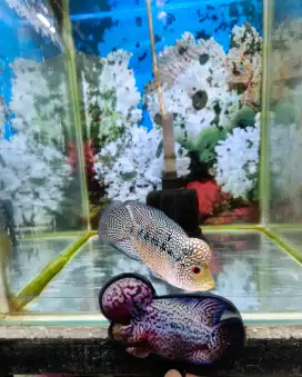 Ikan louhan cencu
