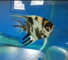 Ikan Manfish Trico Jantan Big