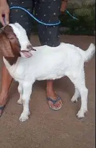 sepasang anakan kambing boer F2 series 4 bulanan pedaging berkualitas