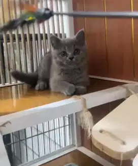 Kucing British shorthair