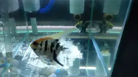 Ikan manfish trico sepasang porven