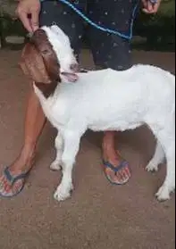 sepasang bibit kambing boer F2 series 4 bulanan pedaging unggulan puas