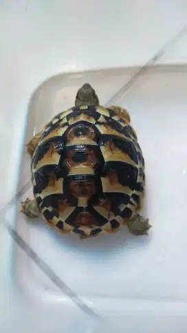 Kura darat hermani sulcata redfoot pardalis