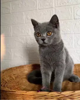 Kucing BRITISH SHORTHAIR