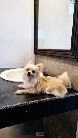 Mini pom Betina. Umur 1tahun lebih