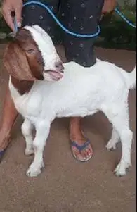 sepasang anakan kambing boer 4 bulanan f2 series pedaging unggulan top