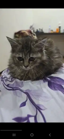 Munchkin mix Persia Betina