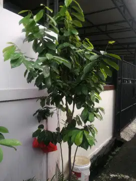 Pohon sirsak subur langsung WA
