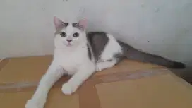 Kucing BSH BICOLOR GOLDEN