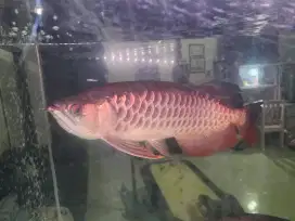 ARWANA GOLDEN RED 40CM UP