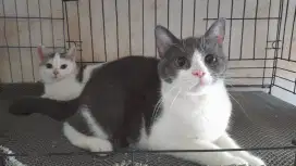 Kucing BSH BICOLOR BLUE