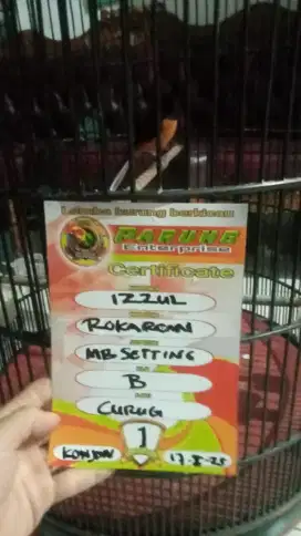 Jual murai batu pretasi tangan pertama