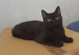 Kucing BSH DARK CHOCO