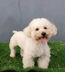 Poodle jantan warna  putih aprikot