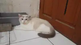 BSH Color Point Blue Eyes