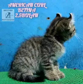 AMERICAN CURL ,BETINA 2,5BULAN