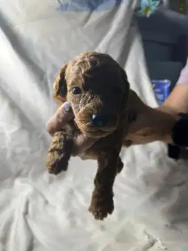 Anakan jantan Puppy Poodle Stambun