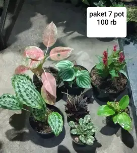 Jual tanaman hias bandung