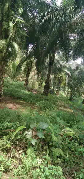 Dijual tanah sudah ada sawitnya
