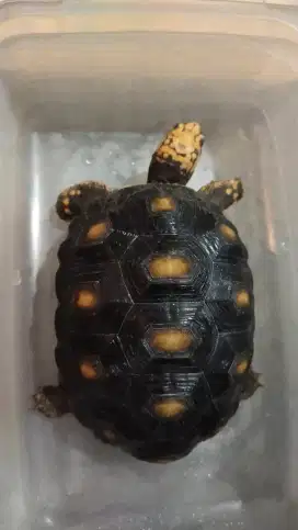 Redfoot kura darat sulcata pardalis