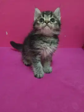 Persia mujair tabby kitten