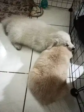 Anjing Puppies 1 Bulan Golden Mix