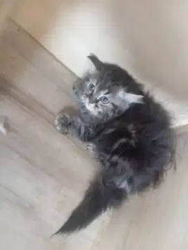 Persia flatnose marble mix peaknose exo longhair