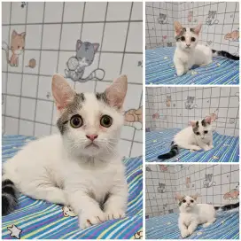 Munchkin kitten cebol