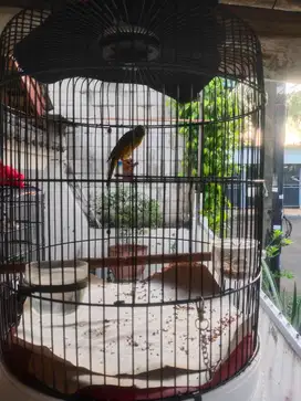 Burung kenari Hybird