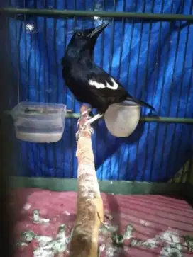 Kacer dada hitam jatim mulus harian bunyi