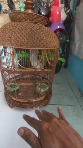 Perkutut putih lurik cetrekan manggung gacor. Depok