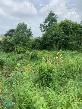 Dijual Tanah Luas 6655 m2  di Desa Umban Sari , Riau