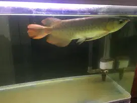 Ikan Arwana Super Red
