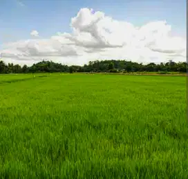 Lahan Usaha Lamongan
