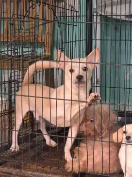 Anjing mix beagle cihuahua