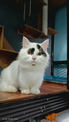 Kucing Munchkin jantan