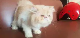 Peaknose jantan 2 thn