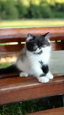 Kucing exotic longhair