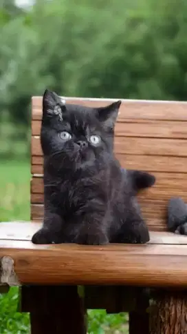 Kucing exotic short hair