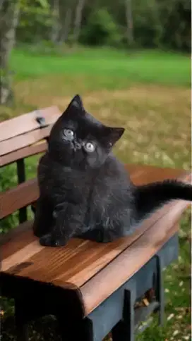 Kucing exotic short hair